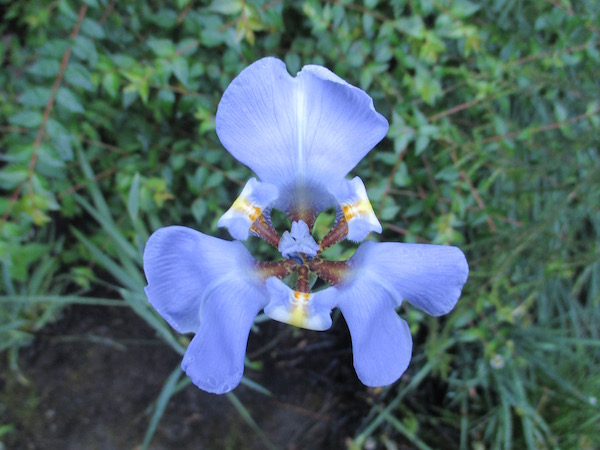 <i>Phalocallis cœlestis</i>